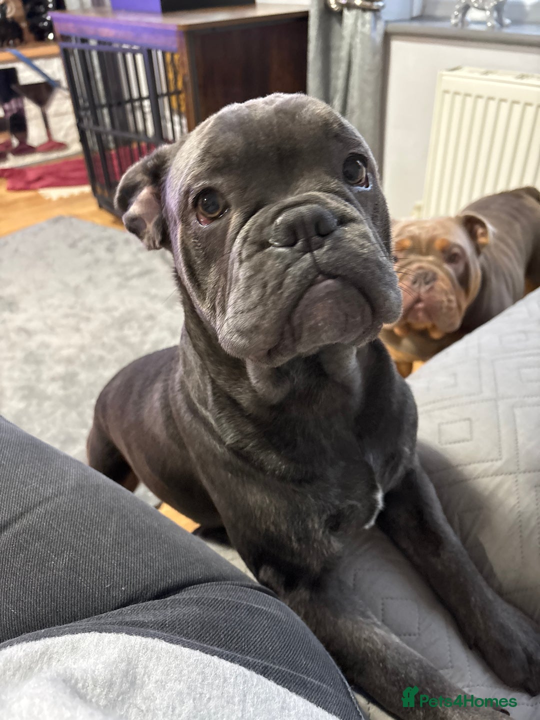 Mixed Breed dogs for sale: French/English bulldog - Image 1