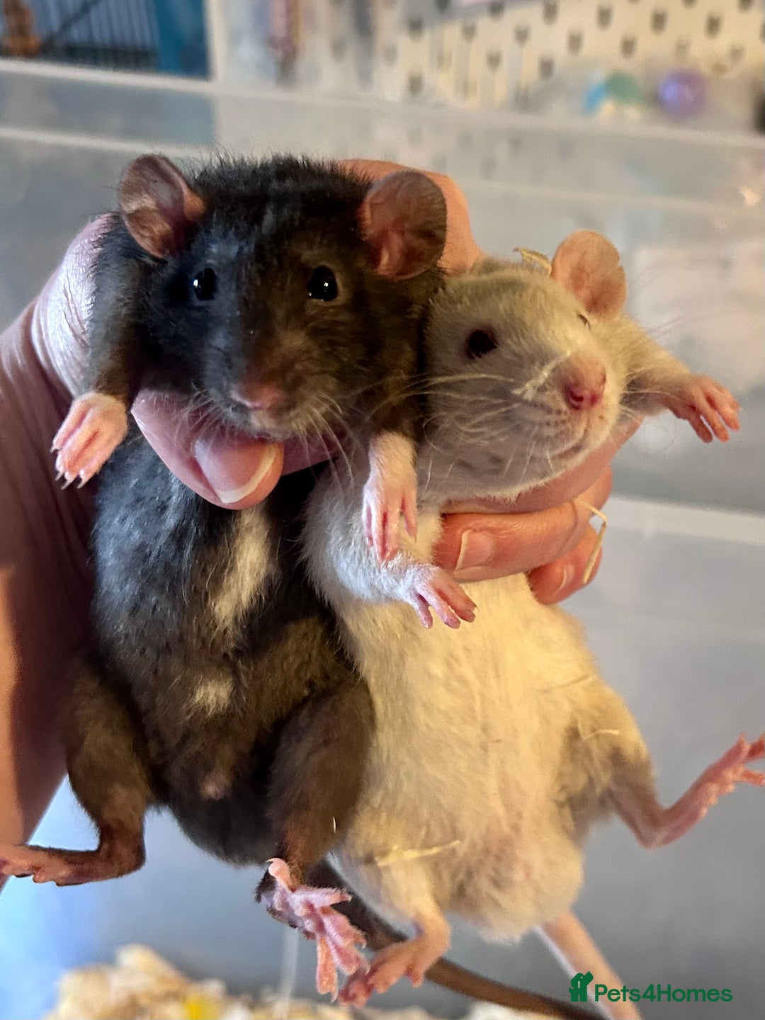 Rat rodents for sale: Pedigree Dumbo Rats  - Advert 7