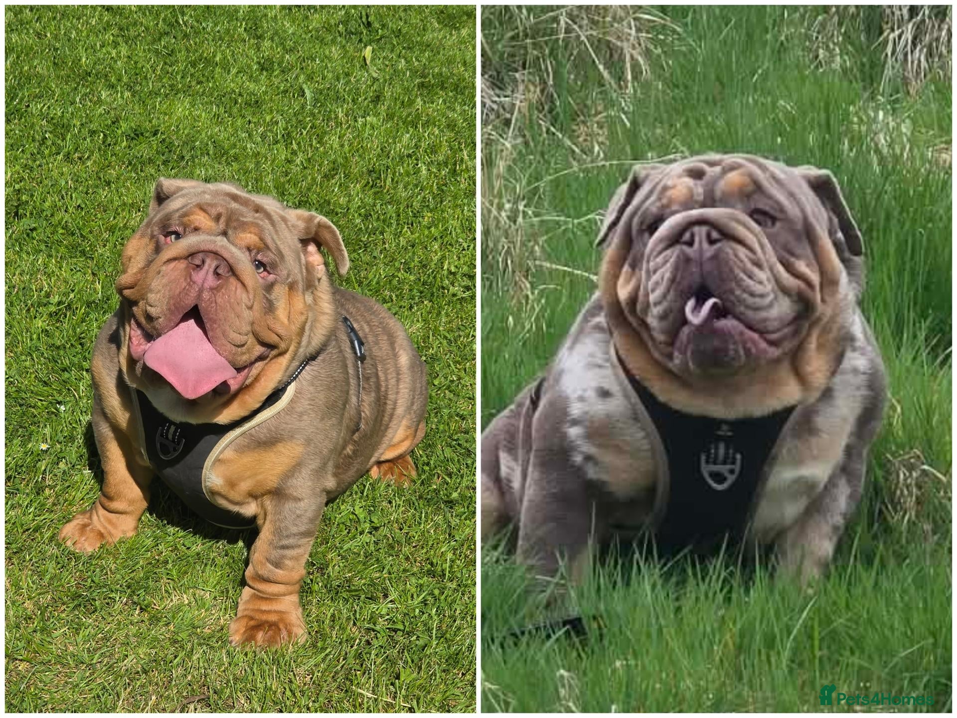 English Bulldog dogs British bulldog for stud - Advert 11