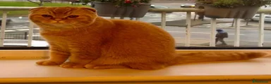 Scottish Fold female 