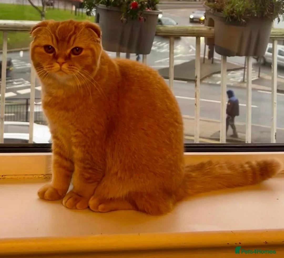 Scottish Fold cats for sale: Scottish Fold Female for Sale – Ginger Color - Advert 9