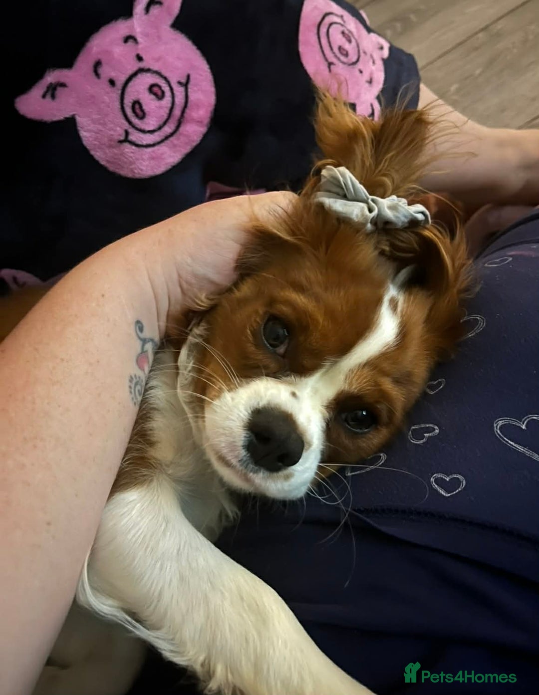 Cavapoo dogs for sale: F1 quality Cavapoos - Advert 11