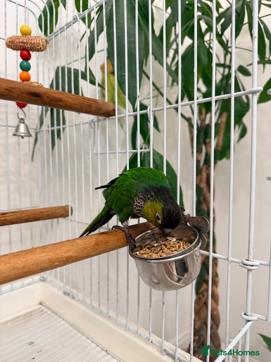 Conures birds for sale: Black capped conure -tamed  - Advert 6