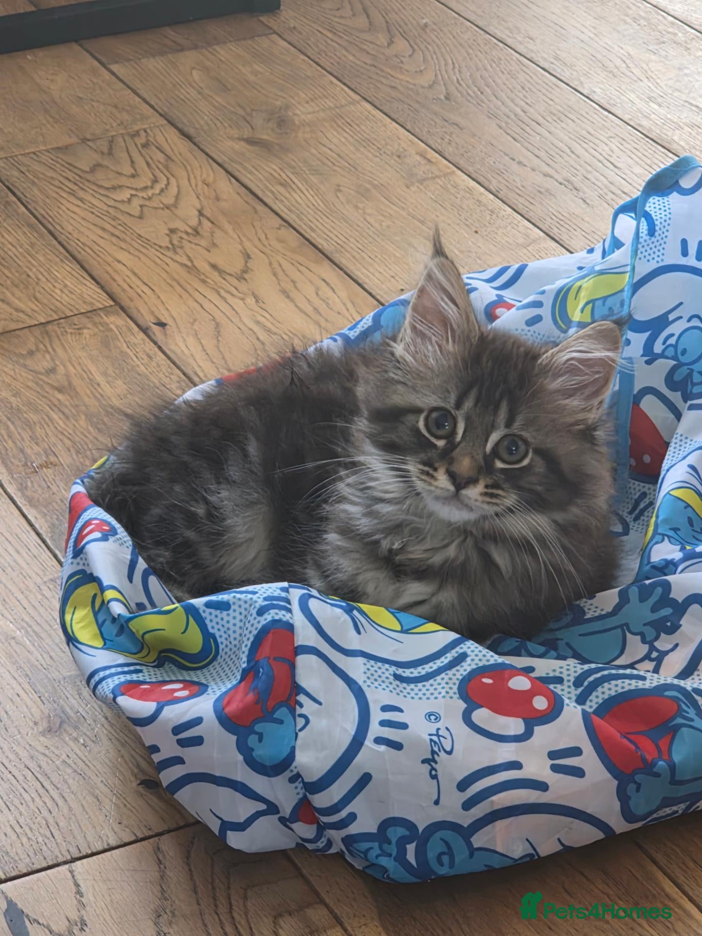 Maine Coon cats Pure breed Maine coons kittens 1g and 3boys - Advert 1