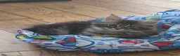Maine Coon cats for sale: Ready now Pure breed Maine coons kittens 1g & 2b - Advert 10