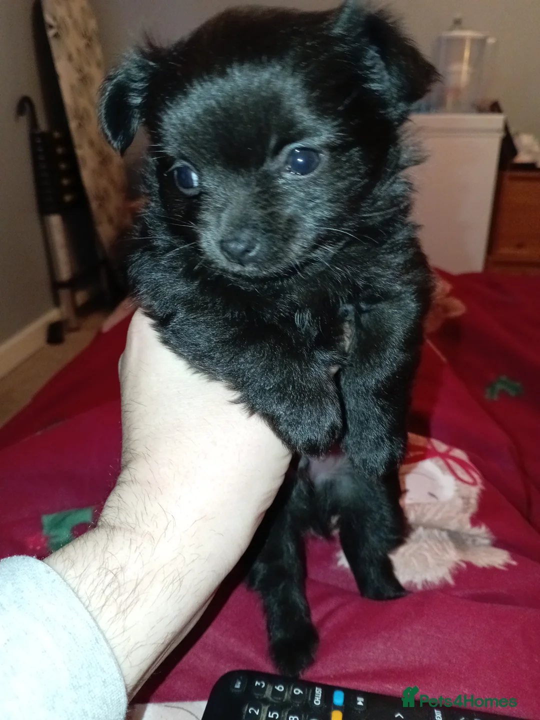 Chihuahua dogs for sale: 2 Black long haired Male chihuahua puppies  - Advert 5