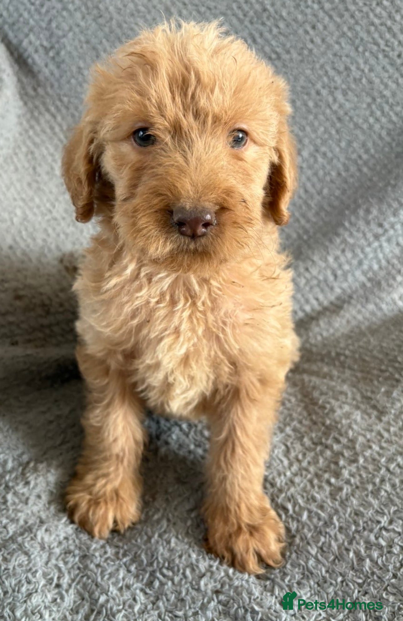 Labradoodle dogs Labradoodle Puppies  - Advert 2