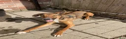 Mixed Breed dogs for sale: Greyhound mix in Beverley - Advert 2