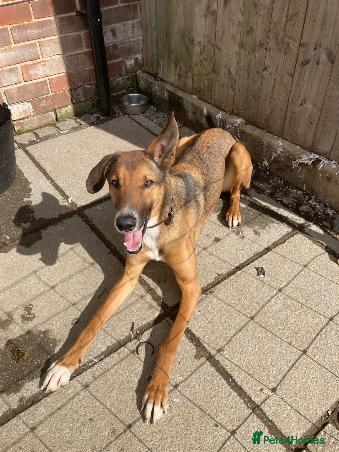 Mixed Breed dogs for sale: Greyhound mix in Beverley - Advert 2