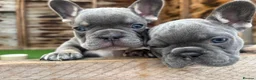 French Bulldog dogs for sale: French bulldog  - Advert 12