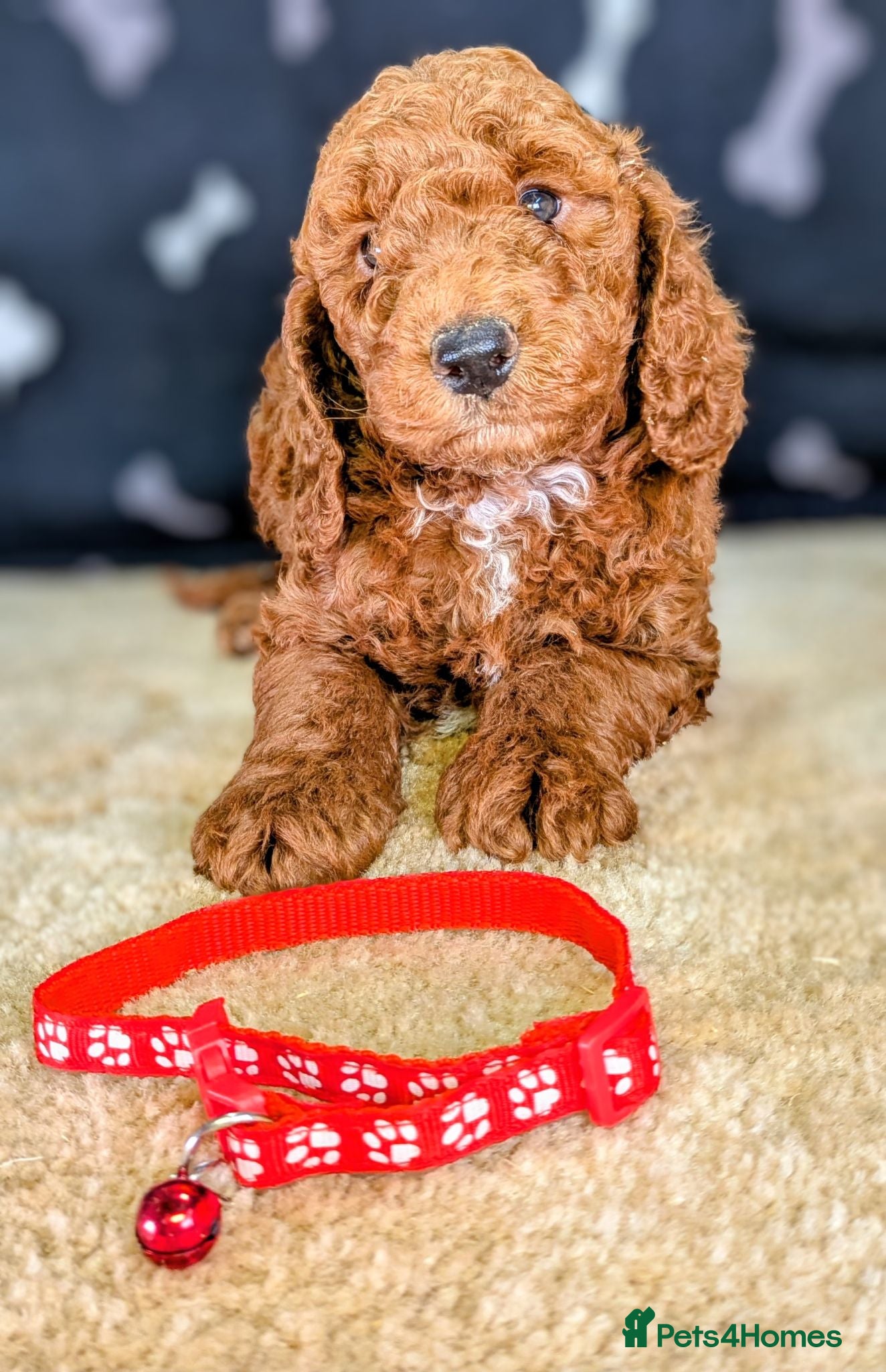 Cockapoo dogs 🐾 Stunning F1b Cockapoo Puppies. - Advert 2