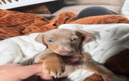 Miniature Dachshund dogs for sale: Rehoming 9 week Mini Dachshund Puppy - Image 1