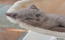 British Shorthair cats for sale: Beautiful British short-hair kittens  - Image 9