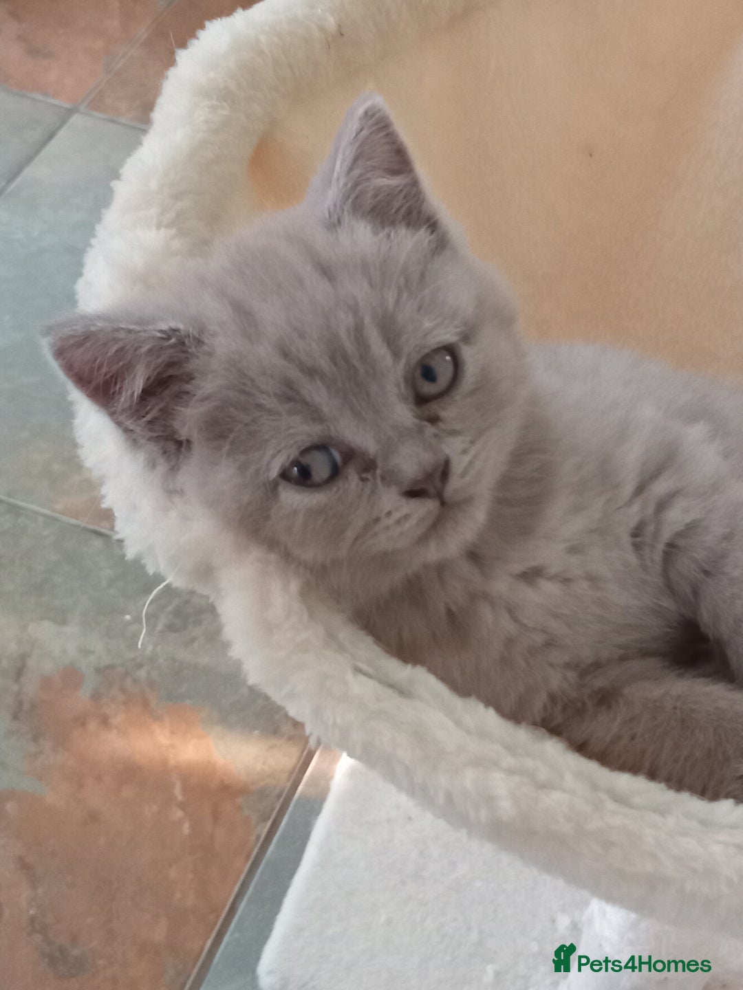 British Shorthair cats for sale: Beautiful British short-hair kittens  - Image 9
