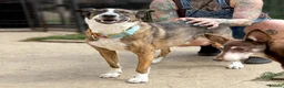 Mixed Breed dogs for adoption: Cisco - low energy cuddle bug!  in London - Advert 4