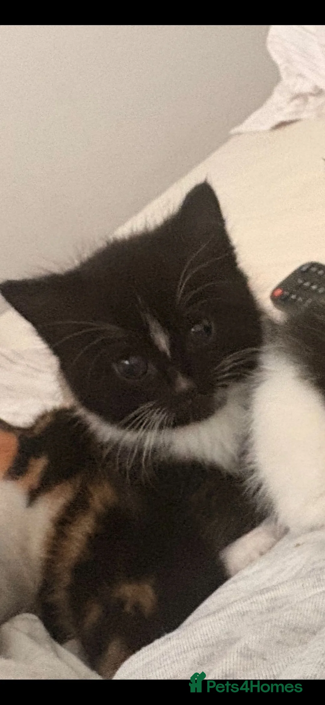 British Shorthair cats for sale: Playful kittens - Advert 14