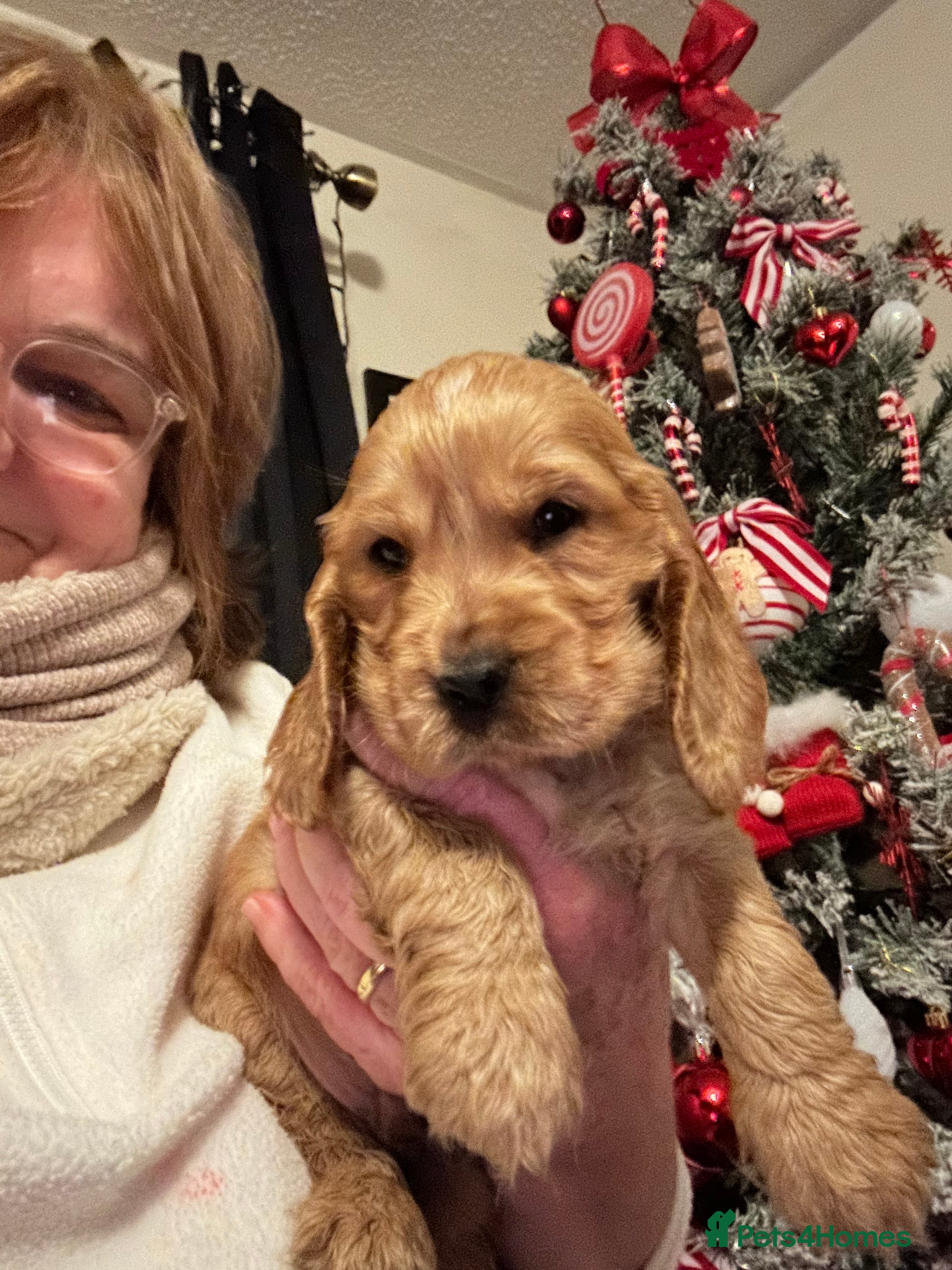 Cocker Spaniel dogs KC Stunning Golden Show-Type Cocker Spaniel  - Advert 12