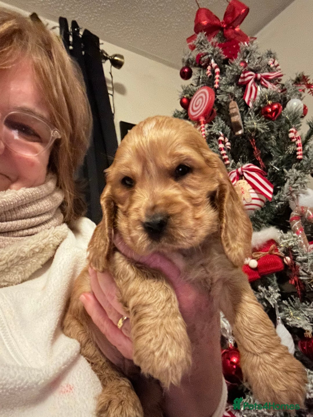 Cocker Spaniel dogs for sale: KC Golden Show Cocker Spaniel  READY TO GO! - Advert 18