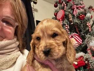 Cocker Spaniel dogs KC Stunning Golden Show-Type Cocker Spaniel - Advert 14