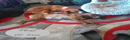 Mixed Breed dogs for adoption: Hazel, 6 months approx. Available for adoption. - Advert 6