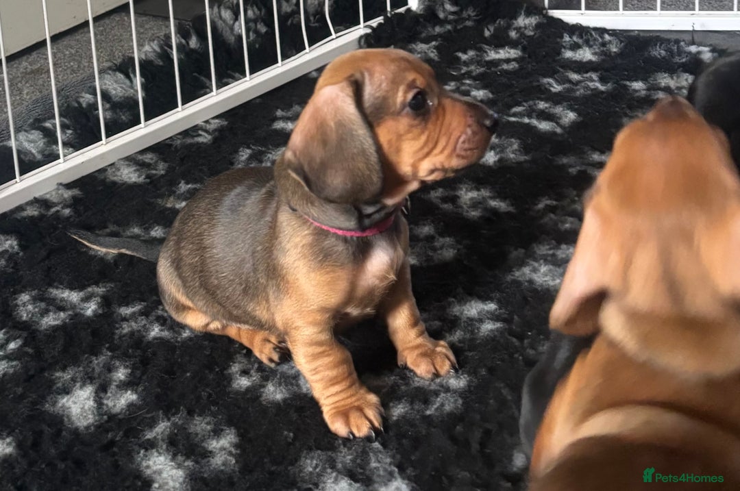 Miniature Dachshund dogs for sale: Beautiful dachshund puppy’s  - Image 6