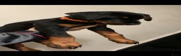 Dobermann dogs for sale: Royal KC Doberman puppies  - Advert 26