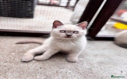 British Shorthair cats for sale: British shorthair GGCF Blue colourpoint kittens  - Image 14