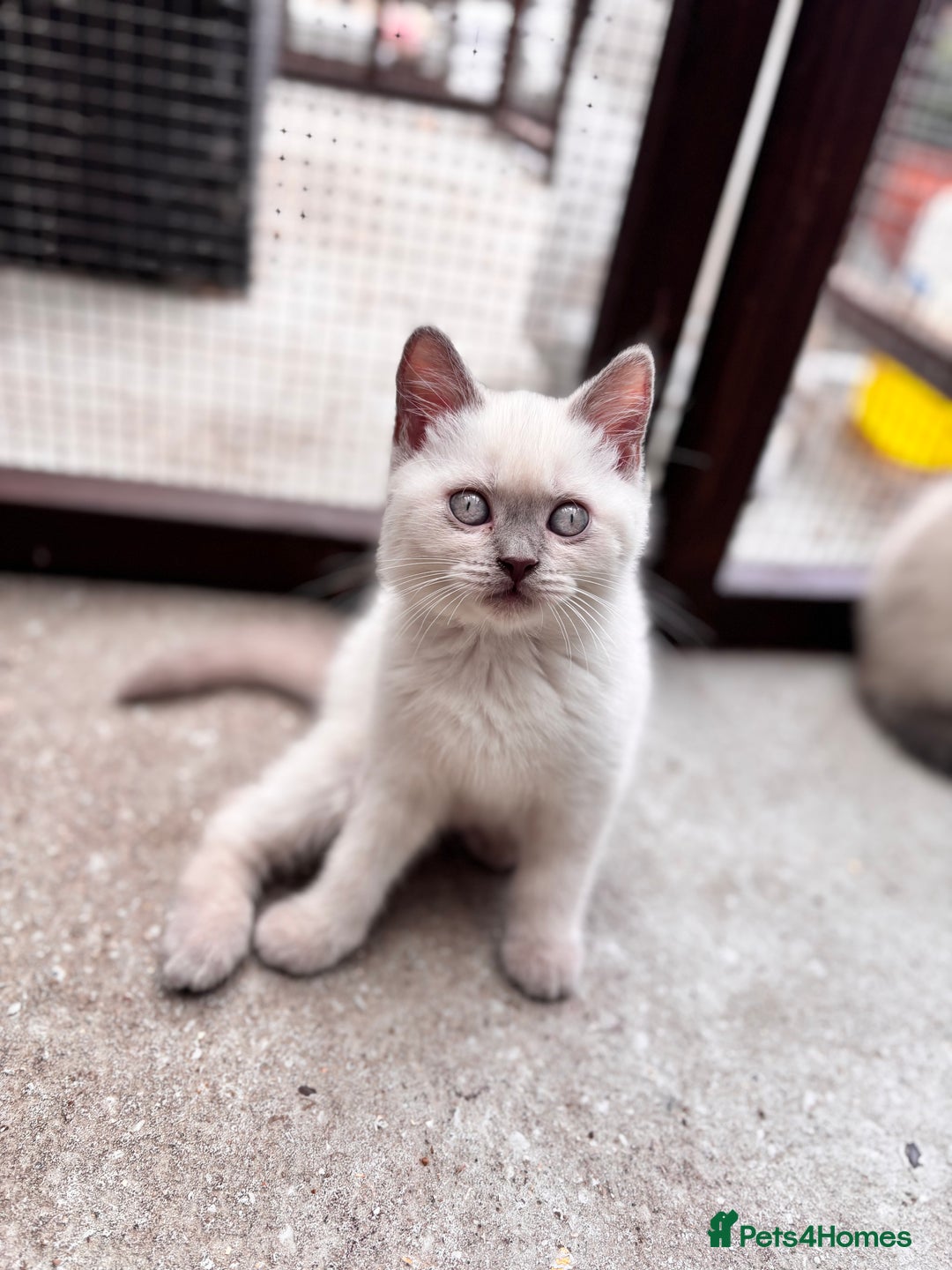 British Shorthair cats for sale: British shorthair GGCF Blue colourpoint kittens  - Image 14
