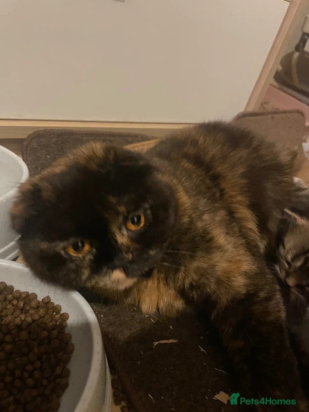 Scottish Fold cats for sale: 💙Scottish Fold boy💙 Ready soon!! - Advert 5