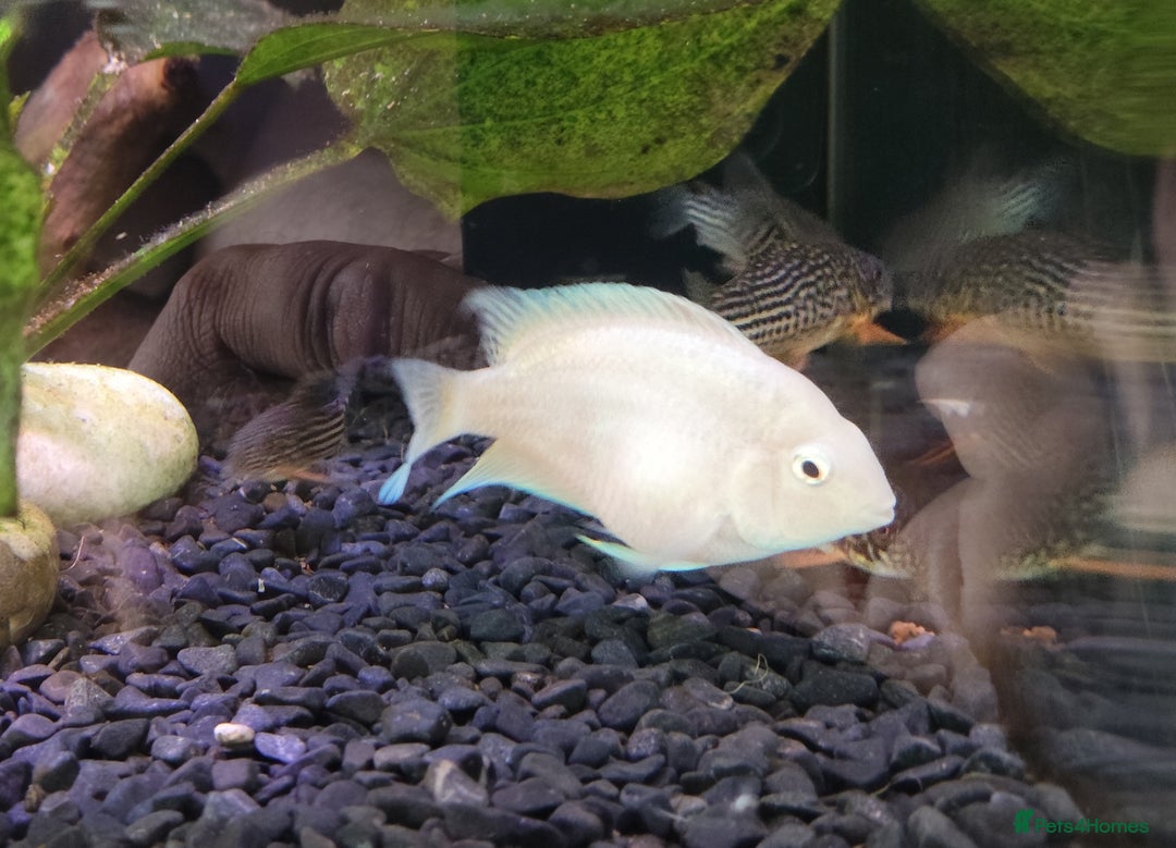 Other/Mixed Breed fish for sale: Blue Texas Cichlid & Platinum Polar Parrot Cichlid - Image 12
