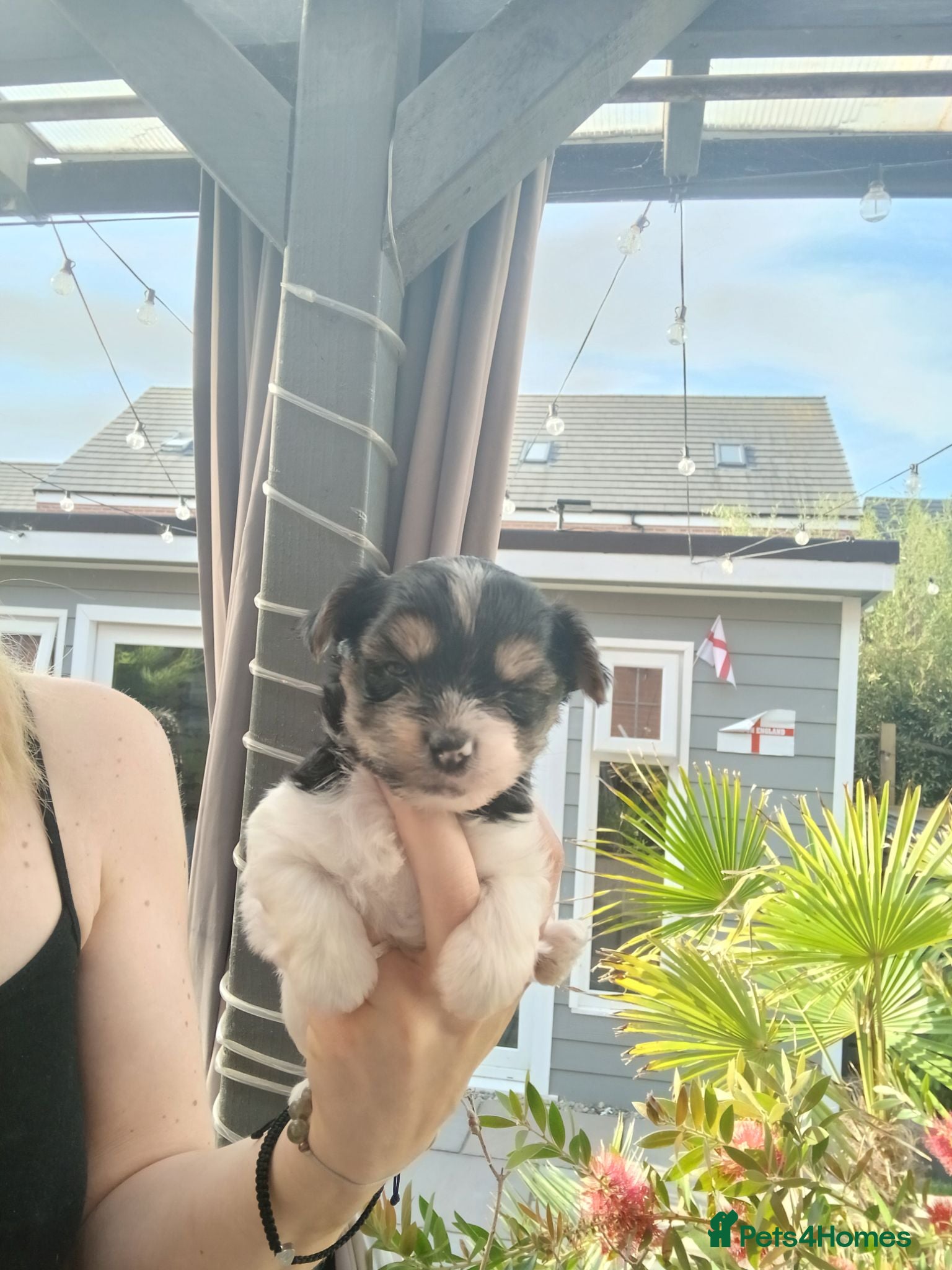 Biewer Terrier dogs Mini Purebred Biwer Yorkshire Terrier Puppies - Advert 1