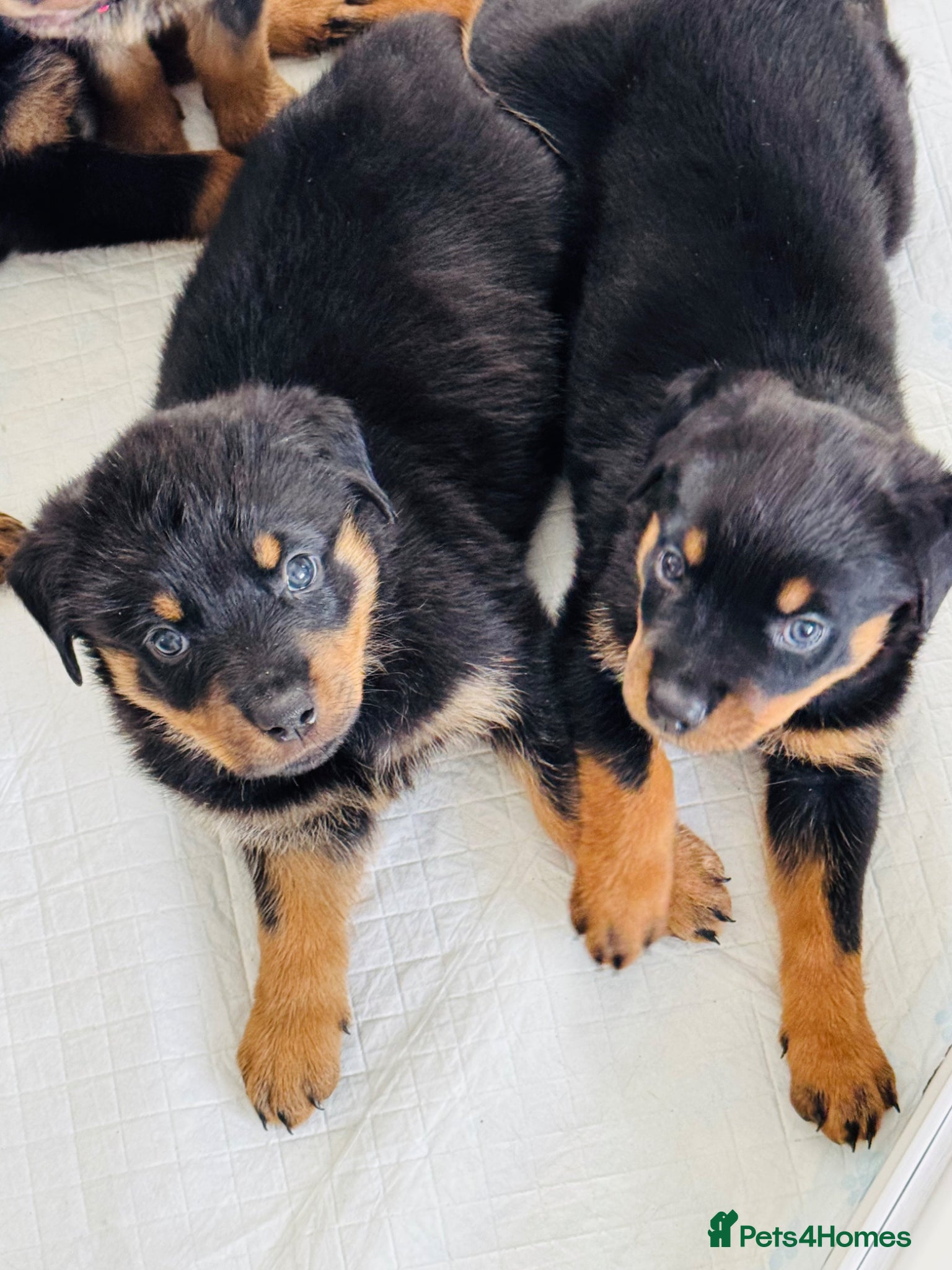 Rottweiler dogs for sale: Pedigree Rottweiler puppies for sale - Advert 7