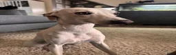 Italian Greyhound dogs for stud: Italian greyhound for stud - cream in Bournemouth - Advert 4