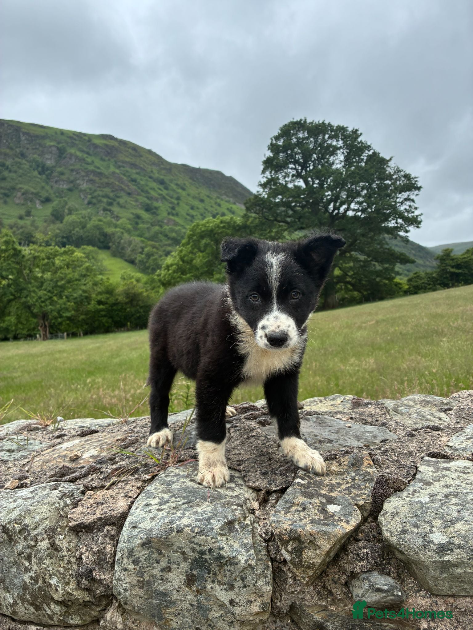 Border Collie dogs Border Collie Puppies (PRICE REDUCED) - Advert 16