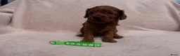 Cavapoo dogs for sale: Stunning home bred Cavapoo puppies health tested  - Advert 4