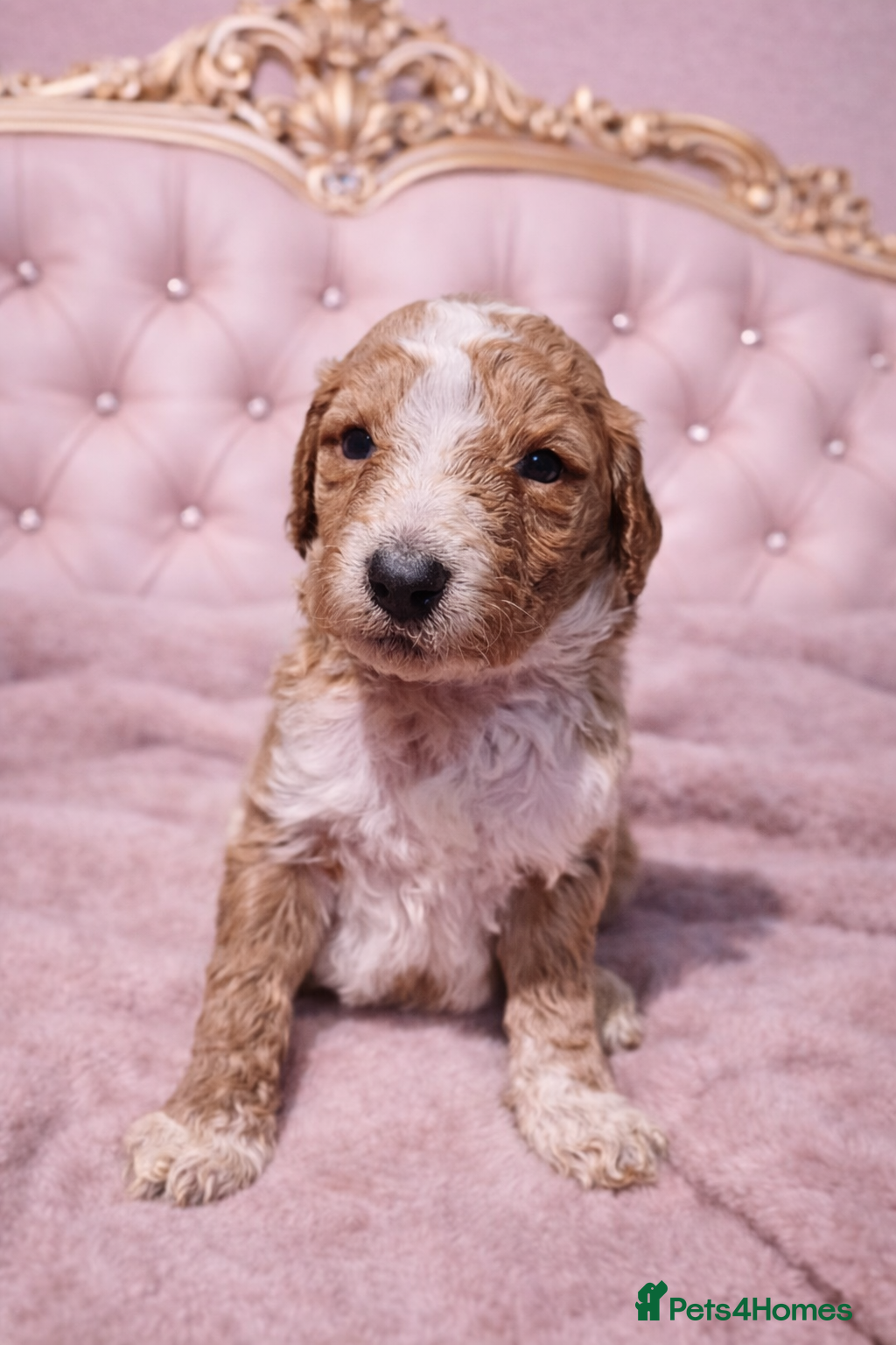 Standard Poodle dogs Standard Poodle Puppies - Advert 5