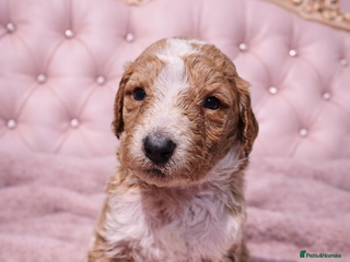 Standard Poodle dogs Standard Poodle Puppies - Advert 3