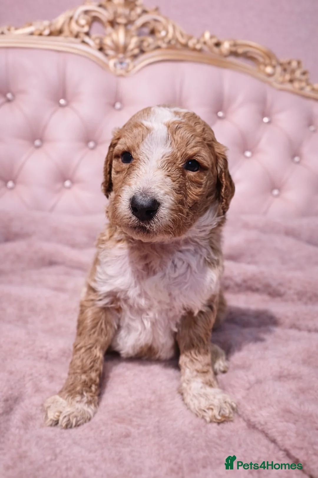 Standard Poodle dogs for sale: READY IN 6 DAYS Standard Poodle Puppies - Advert 2