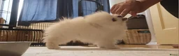 Pomeranian dogs for sale: Amazing cream boy - Advert 2