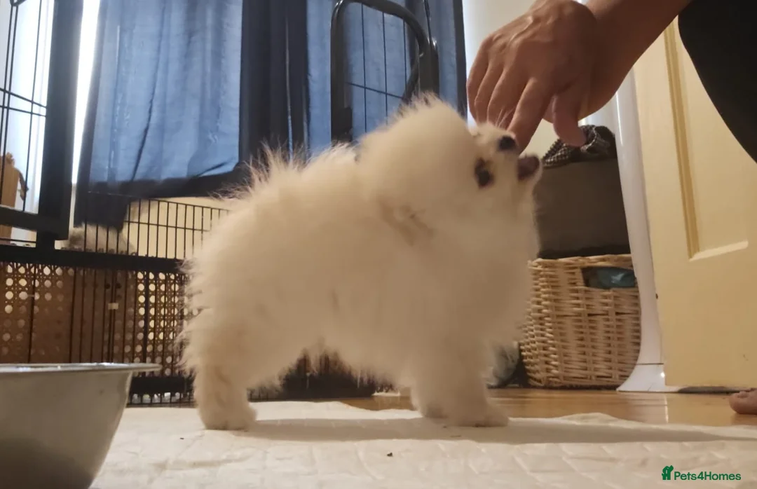 Pomeranian dogs for sale: Amazing cream boy - Advert 2