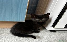 Mixed Breed cats for sale: Moggy kittens - Image 6