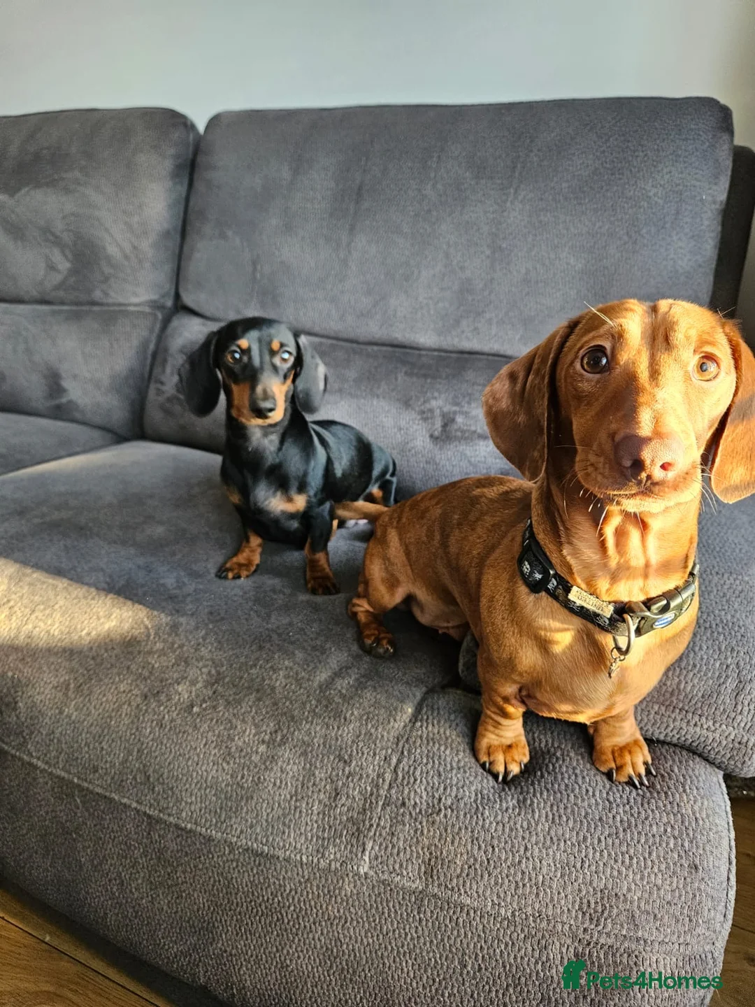Miniature Dachshund dogs for sale: Miniature dapple dachshund puppies  - Advert 15
