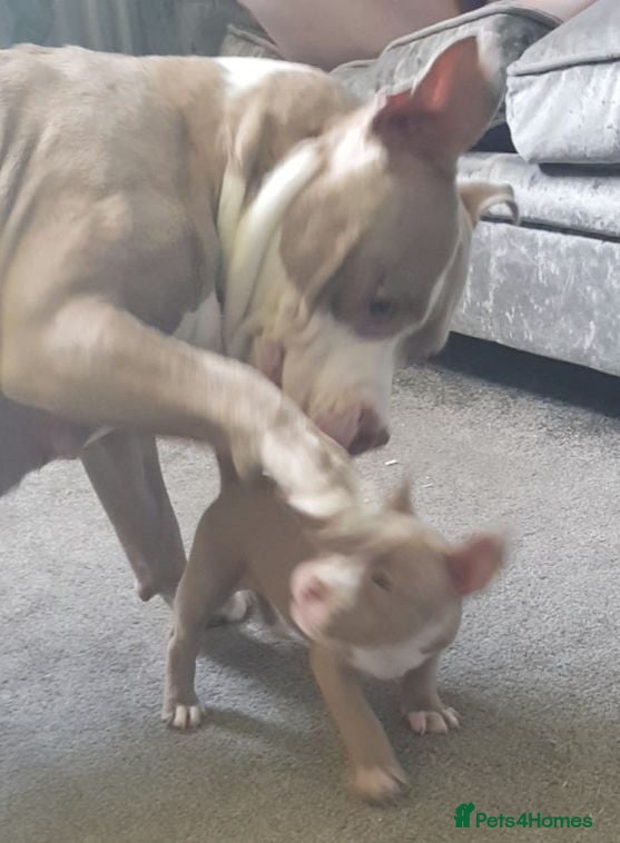 American Bully dogs American pocket bully puppies - Advert 17