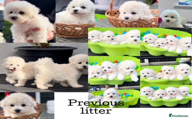 Bichon Frise dogs - Advert 1