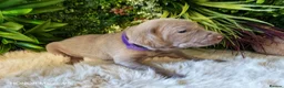 Weimaraner dogs for sale: ✨KC Weimaraner litter  from Champion Bloodlines ✨ - Advert 12