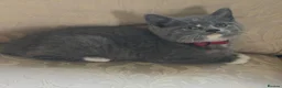 Mixed Breed cats for sale: British Blue cross kittens  - Advert 10