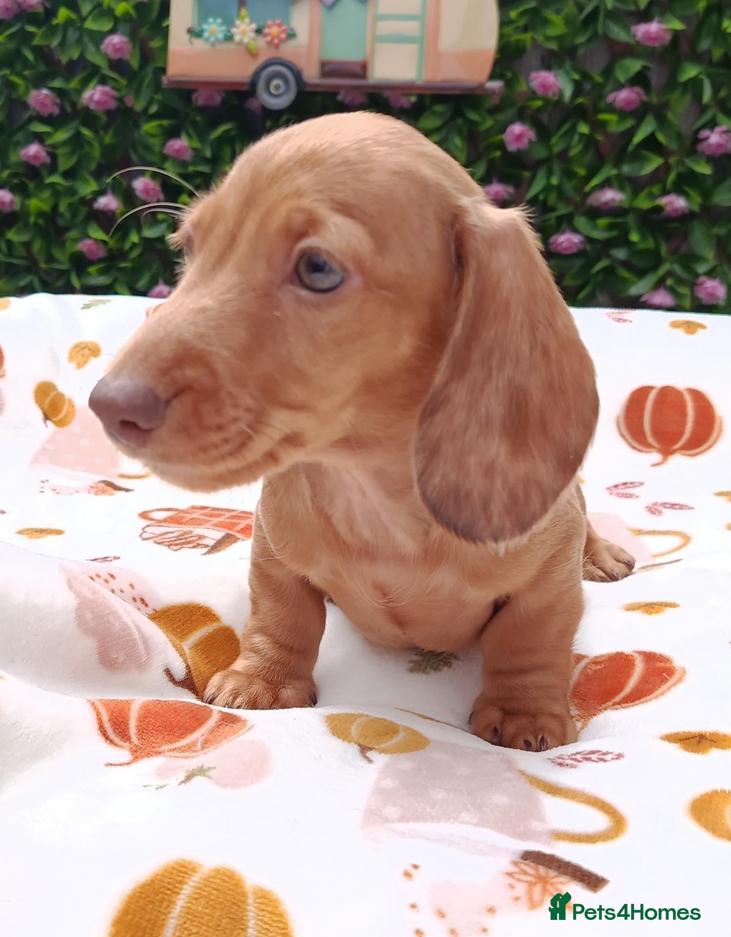Miniature Dachshund dogs READY NOW MINI DAXI KC REG PRA CLEAR - Advert 1