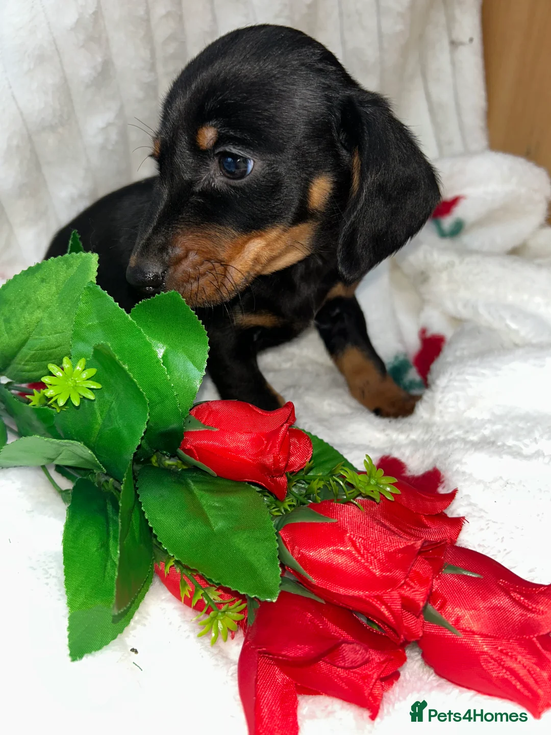 Miniature Dachshund dogs for sale: Miniature dachshund  - Advert 8