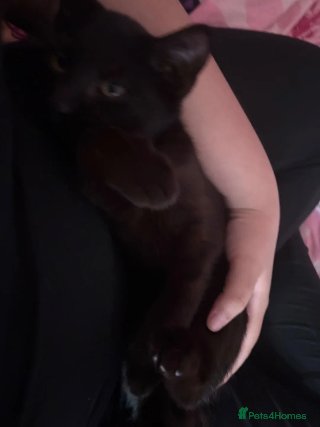 Mixed Breed cats for sale: Black kitten  - Advert 6