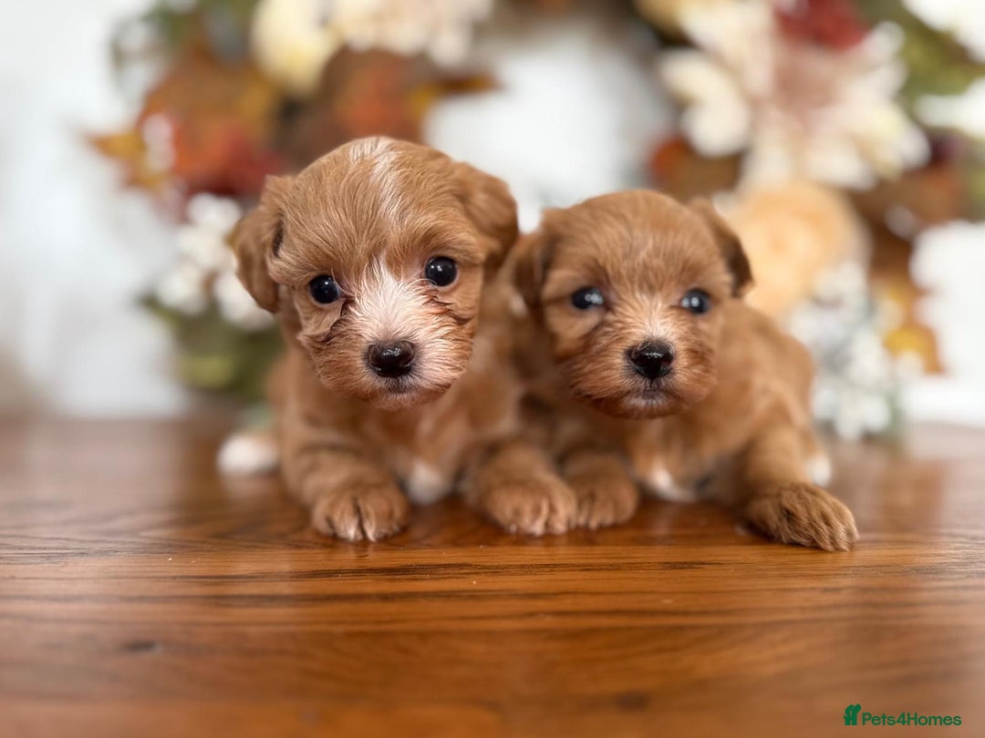 Maltipoo dogs for sale: Exceptional Tiny Dark Red Asian Maltipoo  - Image 5